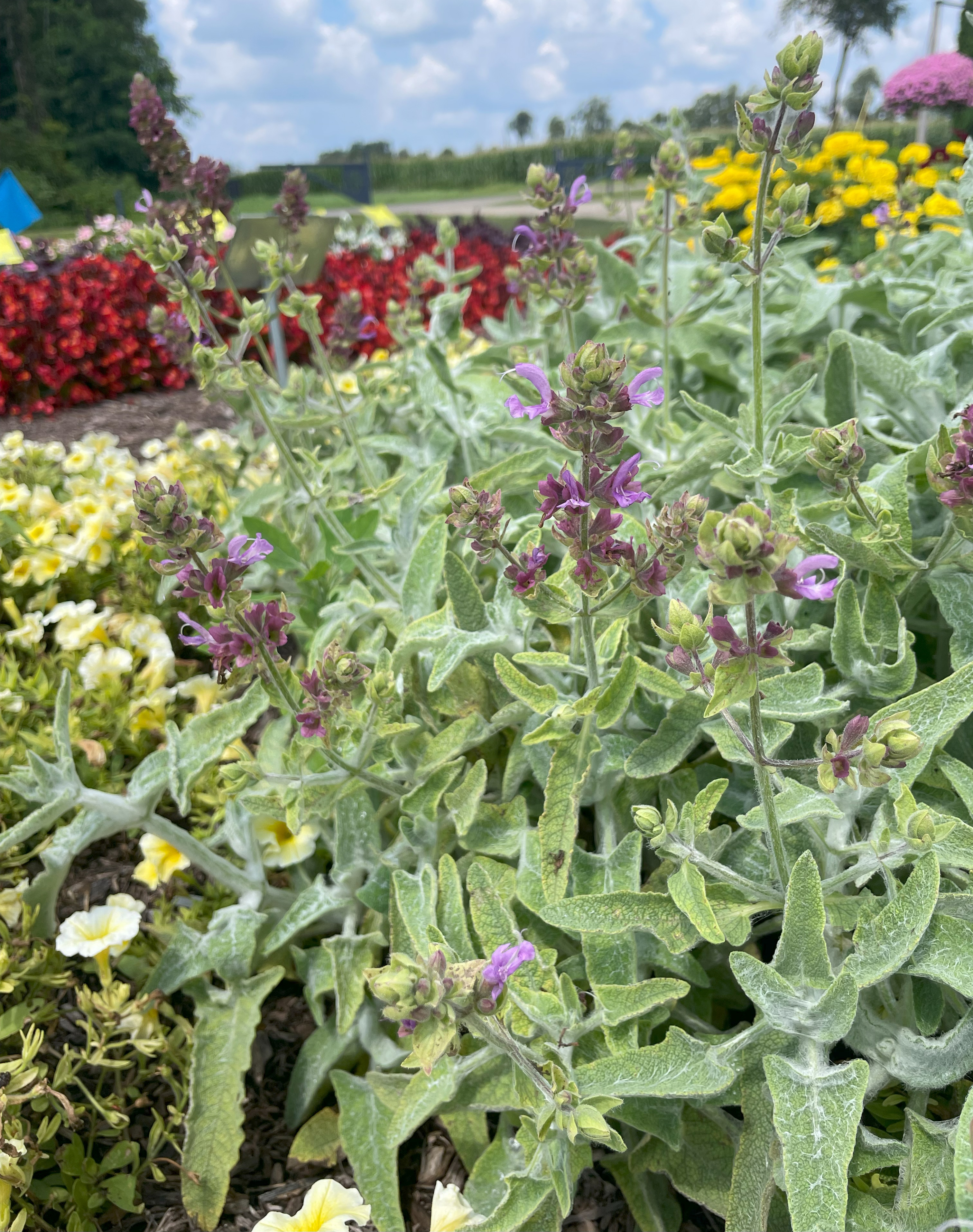 Close-up of a trial garden planting with fuzzy, silver-green foliage and upright stems topped with clusters of purple-pink flowers, with bright red and yellow flowering annuals in the background.
